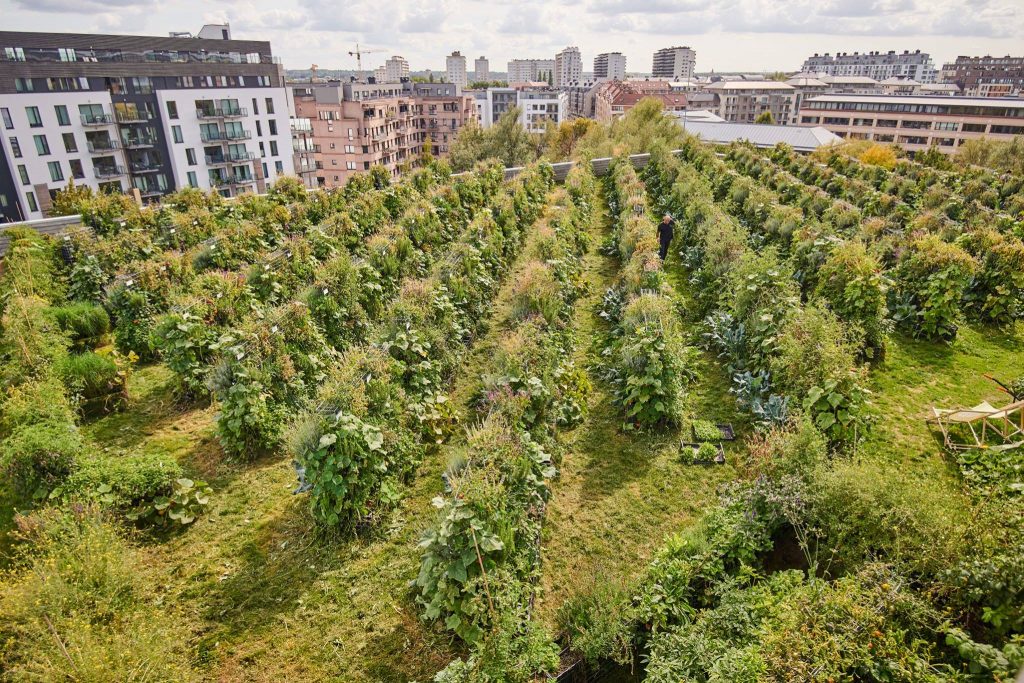 Peas&Love : d’incroyables fermes urbaines poussent sur les toits de Bruxelles