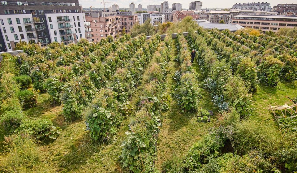 Peas&Love : d’incroyables fermes urbaines poussent sur les toits de Bruxelles