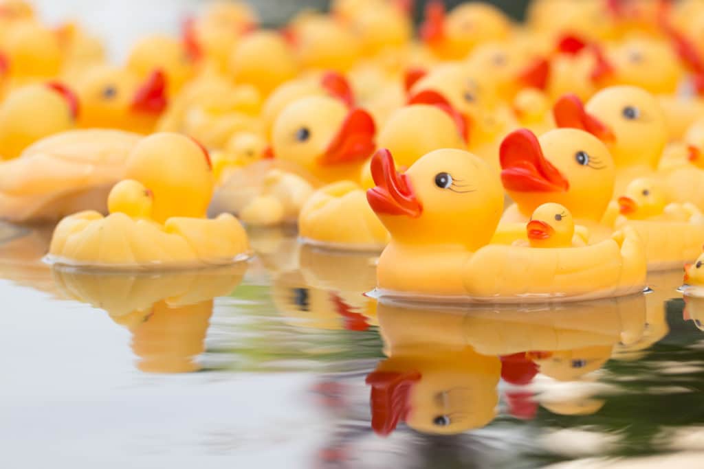 duck race course de canards en plastique sur l'eau