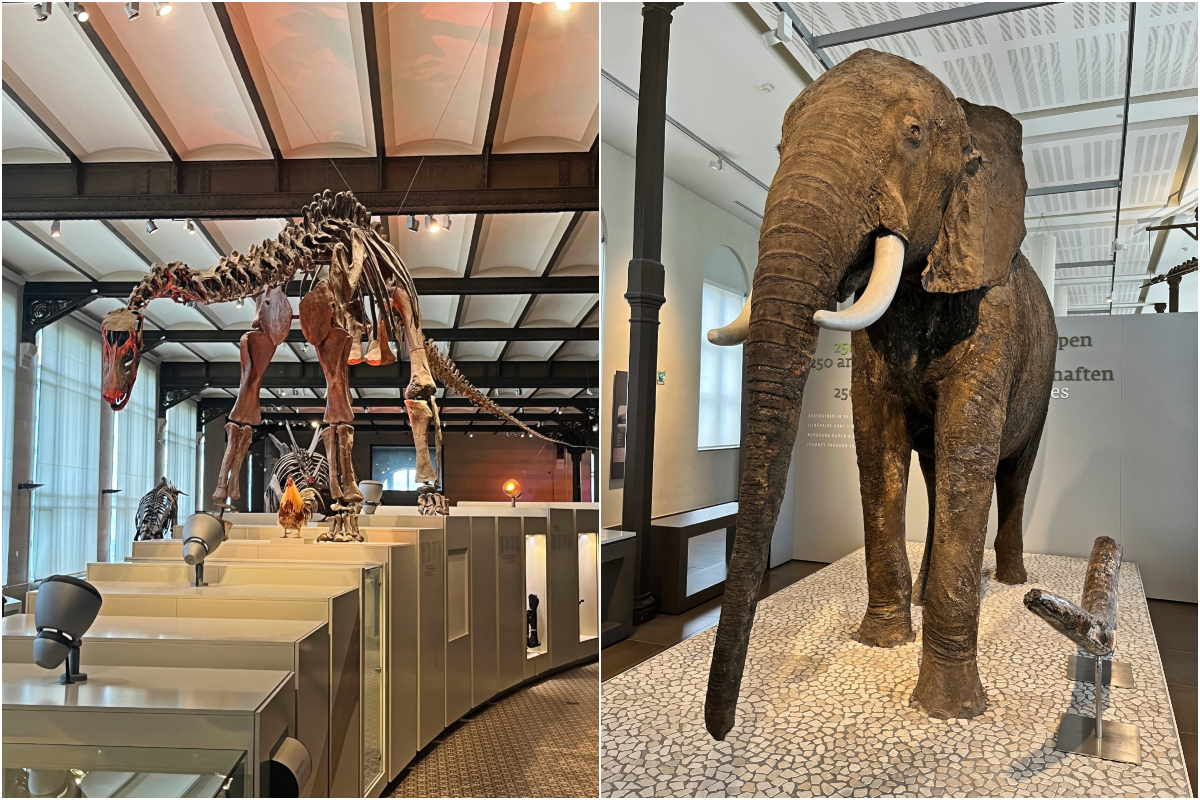 musées bruxelles muséum des sciences naturelles dinosaure éléphant