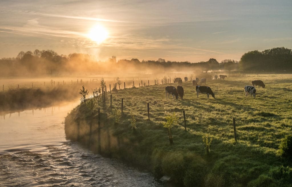 parc de l'avesnois des vaches au bord d'une rivière lever du soleil
