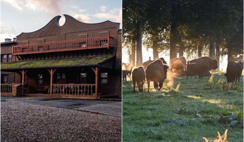 Cet incroyable ranch à l’américaine peuplé de bisons se situe en Belgique !